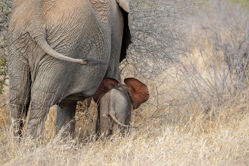 Elephant in cultural setting